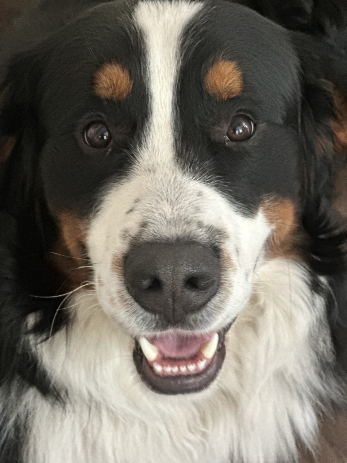 Bruno, Berner Sennenhund